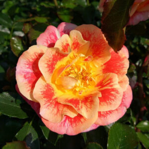 roza airbrush rose garden (2)