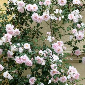 New Down rose garden