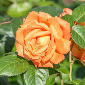 Róża Louis de Funes rose garden