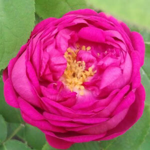 Róża Rose de resht garden