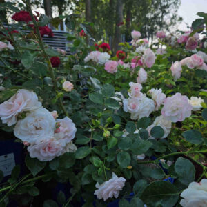 aspirin rose - rose garden