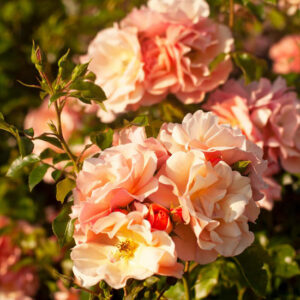 róża apricola rose garden