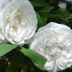 roza auscat