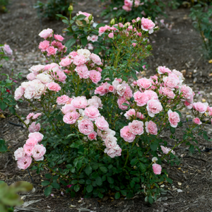 roza bonica garden rose
