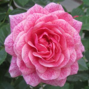 roza camelot rose garden