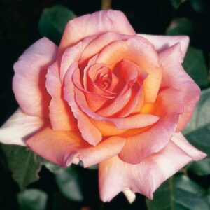 roza compassion rose garden