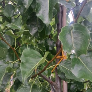 Grusza drobnoowocowa 'Chanticleer'
